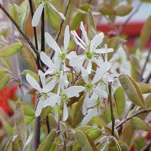 Amelanchier Flower Seeds