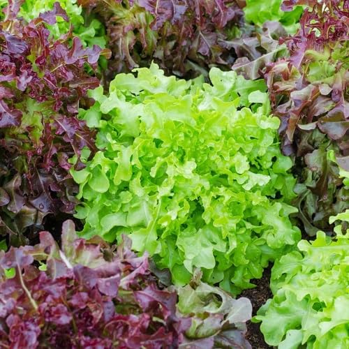 Mixed Lettuce vegetable seeds for Home Gardening, Organic Raised Bed Garden Favorite for kitchen garden planting
