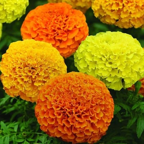 Marigold Flower Seeds