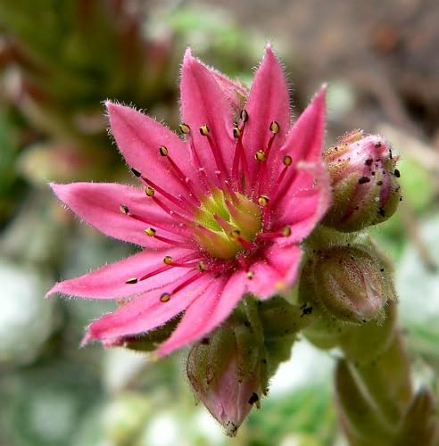 Sempervivum Flower Seeds