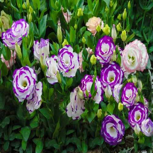 White Purple eustoma Flower Seeds