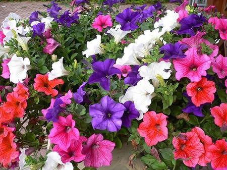 petunia flower seeds mixed