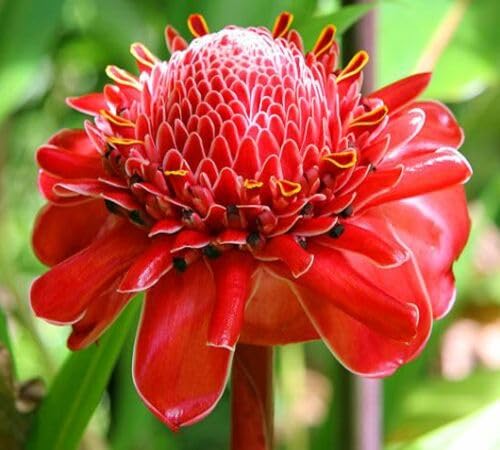 Red Etlingera Elatior Flower Seeds