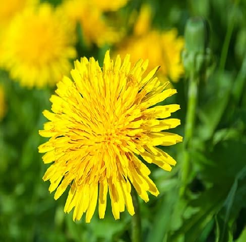 Dandelion Flower Seeds