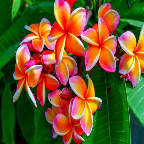 Mixed Color Plumeria Flower Seeds