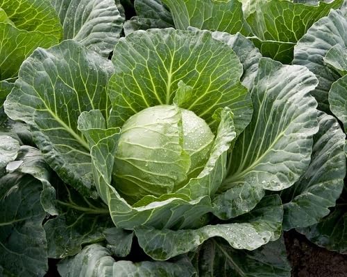 Cabbage vegetable seeds Green vegetable seeds for Home Gardening, Heirloom, Non-GMO, High Premium for kitchen garden planting