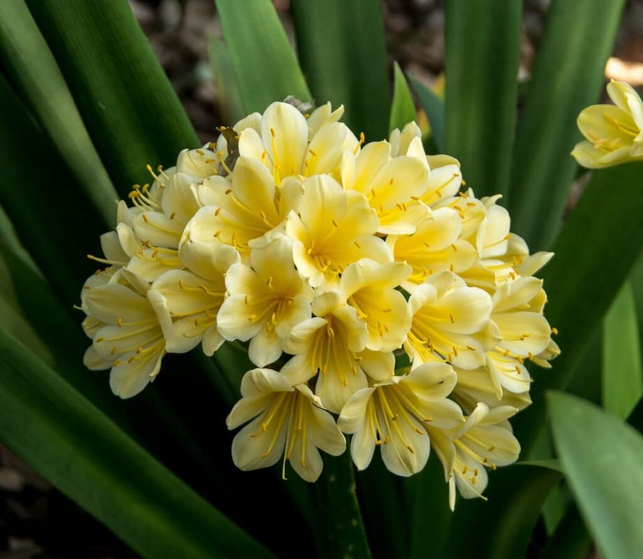 Perennial Clivia Flower Seeds Yellow – Rare Blooming Plants for Balcony