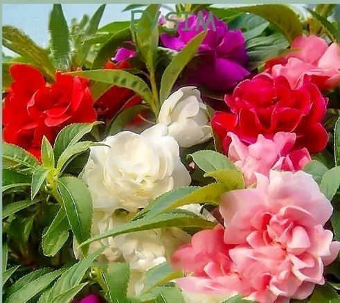 Camellia Impatiens Flower Seeds