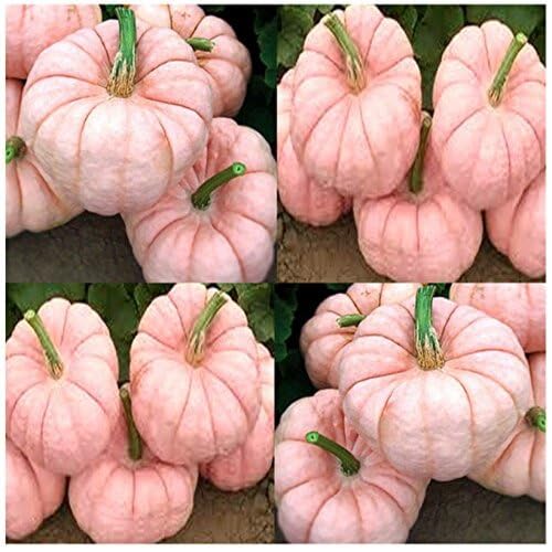 Pink Pumpkin Fruit Seeds vegetable seeds - Heirloom, Organic, Non Gmo Garden Seeds for kitchen garden planting