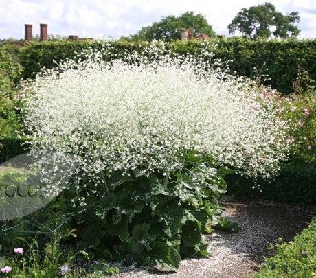 White Crambe cordifolia Flower Seeds