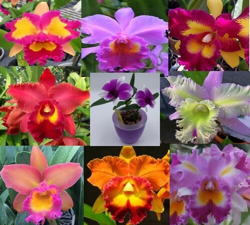 Mixed Cattleya Flower Seeds