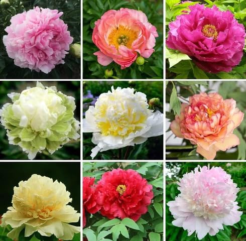 mixed peony flower seeds