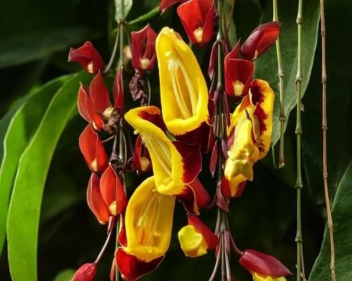 Red Thunbergia Mysorensis Flower Seeds