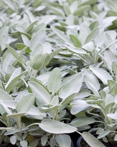 White sage Plant Seeds herb seeds - terrace planting, organic garden seeds