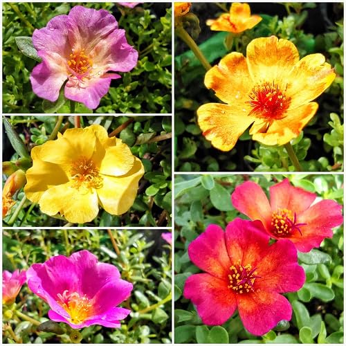 Mixed Purslane Flower Seeds