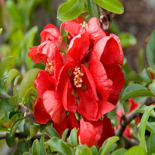 Quince Flower Seeds