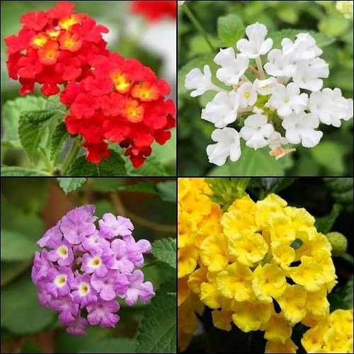 Mixed Lantana Flowers Seeds
