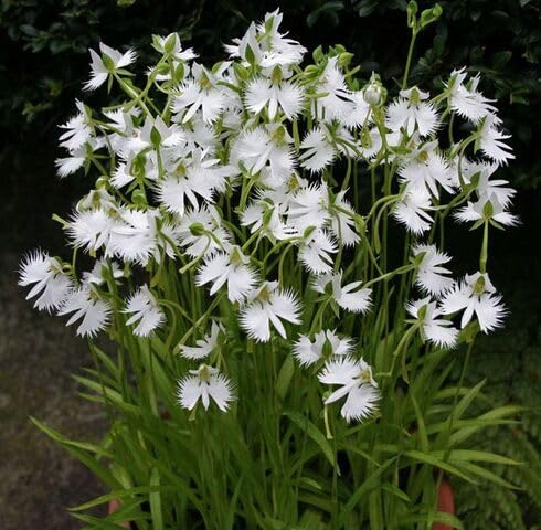 white habenaria radiata flower