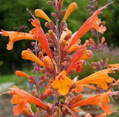 Orange Agastache Aurantiaca Flower Seeds