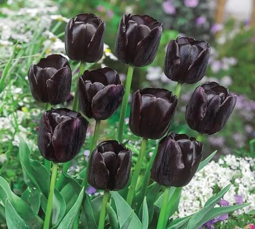 Black Tulip Flower Seeds