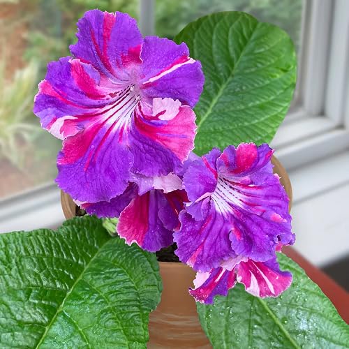 Pink Purple Streptocarpus Flower Seeds