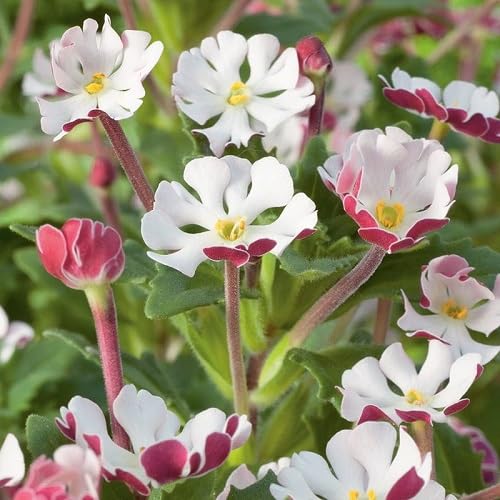 Zaluzianskya Flower Seeds