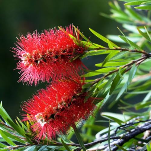 Bottle Brush Flower Seeds