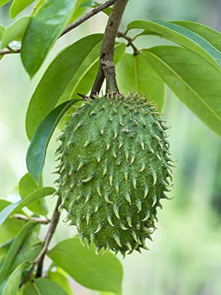 Graviola Annona Muricata Soursop Bonsai