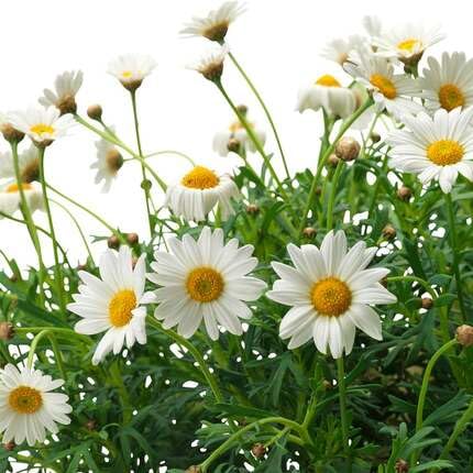 White Argyranthemum Flower Seeds