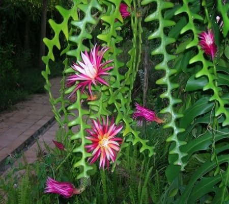 Zig zag Cactus Flower Seeds