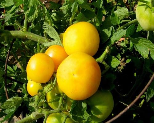 Tomato Seed vegetable seeds for Home Gardening, Easy Grow Culinary Garden Selection for kitchen garden planting