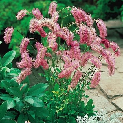 Pink Pale Sanguisorba Flower Seeds