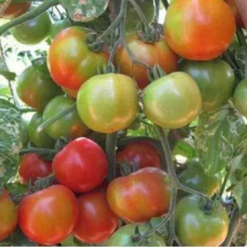 Green Orange Tomato vegetable seeds - Heirloom, Organic, Non Gmo Garden Seeds for kitchen garden planting
