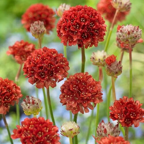 Red Armeria pseudarmeria Flower Seeds