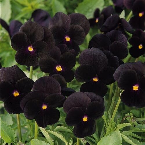 Black Viola Flower Seeds