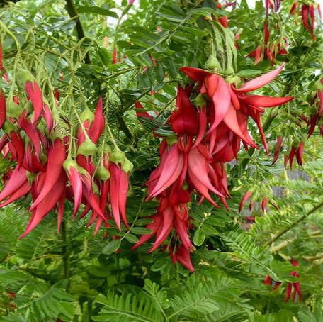 Red Clianthus Flower Seeds