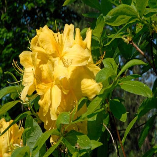 Yellow Azalea Flower Seeds