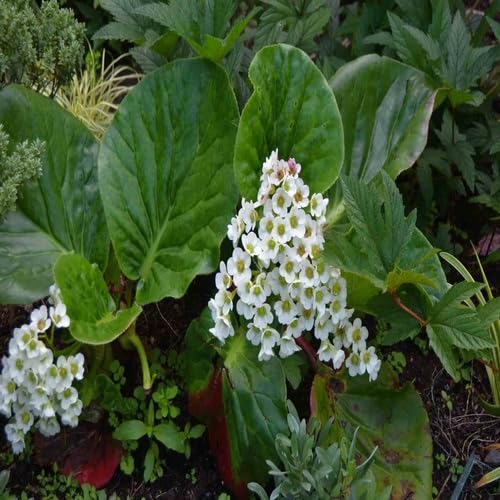 White Bergenia Flower Seeds