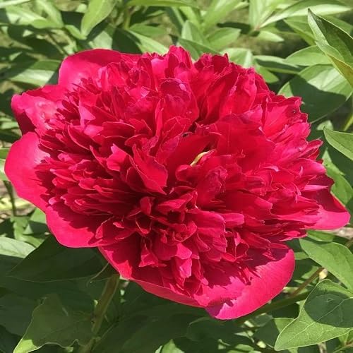 Red Peony Flower Seeds