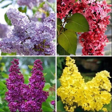 Mixed Lilac Flower Seeds