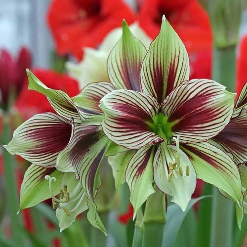 Maroon Gladiolus Flower Seeds