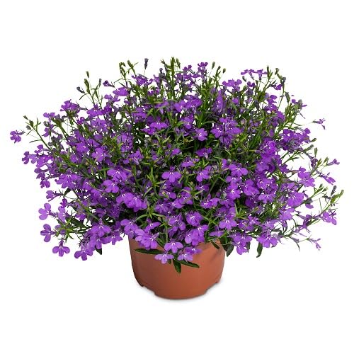 Purple Lobelia Erinus Flower Seeds
