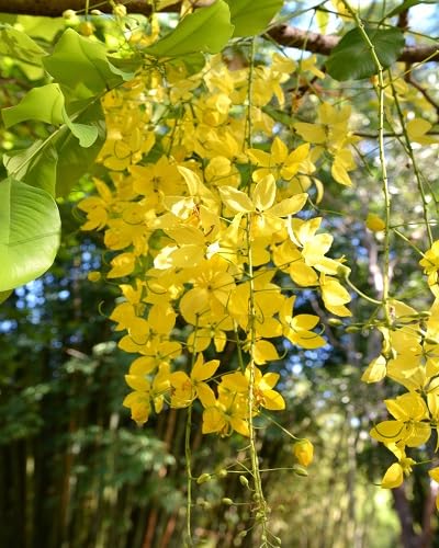 Yellow Cassia Fistula Flower Seeds