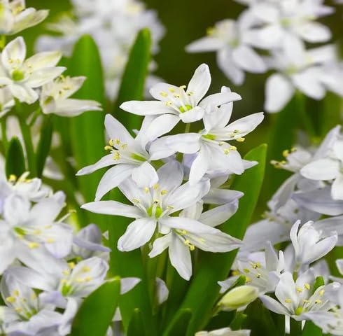 White Scilla Siberica Flower Seeds