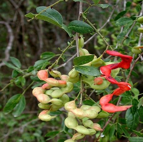 Green Pithecellobium fruit seeds for organic garden planting
