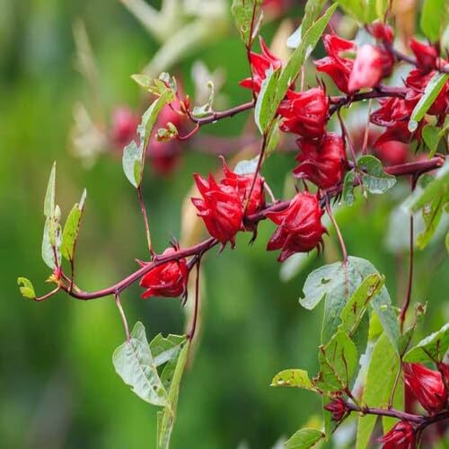 Roselle Plant Seeds
