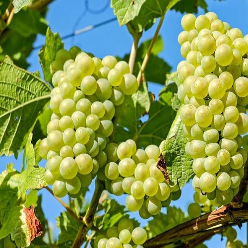 Climbing Grapes Fruit fruit seeds for organic garden planting