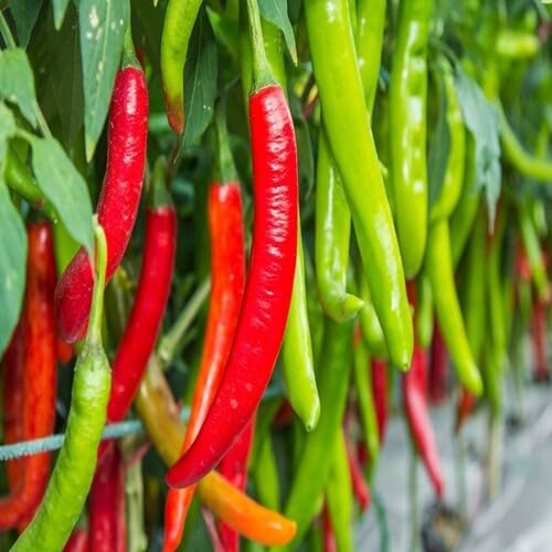 red Chilli Pepper vegetable seeds vegetable seeds for Home Gardening, Premium Kitchen Garden for kitchen garden planting