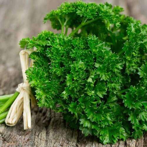 Parsley vegetable seeds - Heirloom, Organic, Non Gmo Garden Seeds for kitchen garden planting
