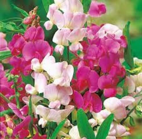 Mix Kniphia Flowers Seeds